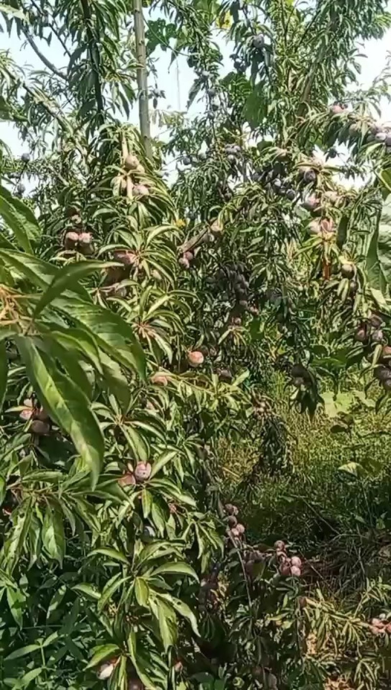 脆红李
