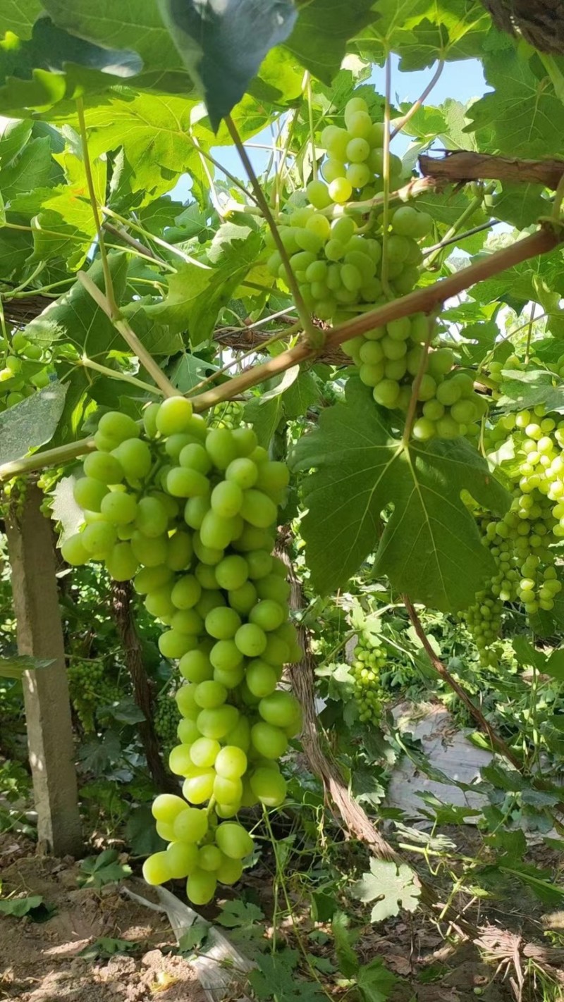 【实力供货】葡萄新疆无核白葡萄产地现摘现发市场来电优惠