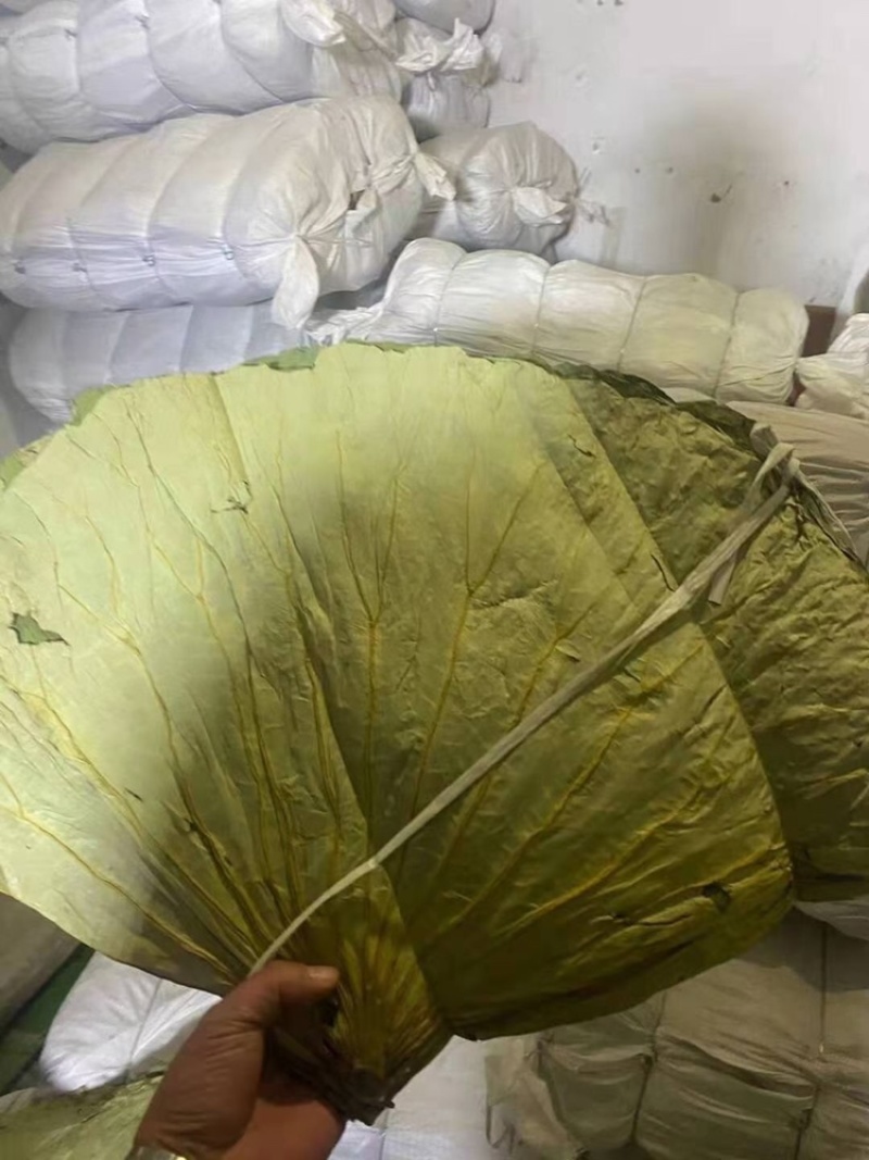 荷叶2025新山东微山湖区荷叶整张荷叶包糯米鸡