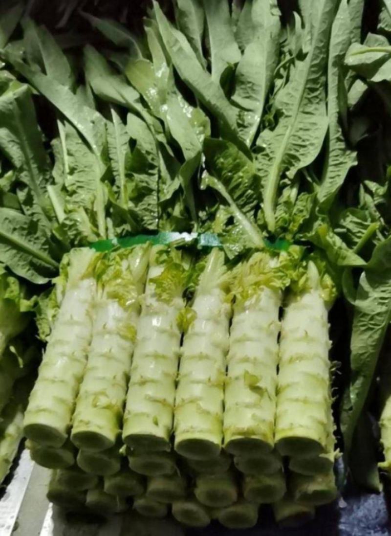 三青莴苣青莴笋莴苣青皮青肉无空心欢迎选购