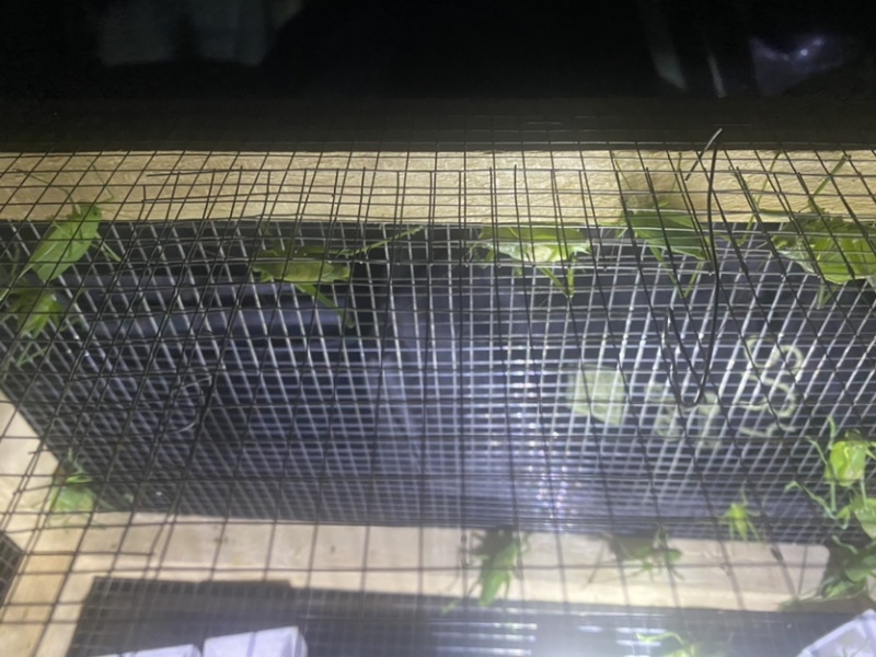 翡翠绿蝈蝈大量批发需要的联系