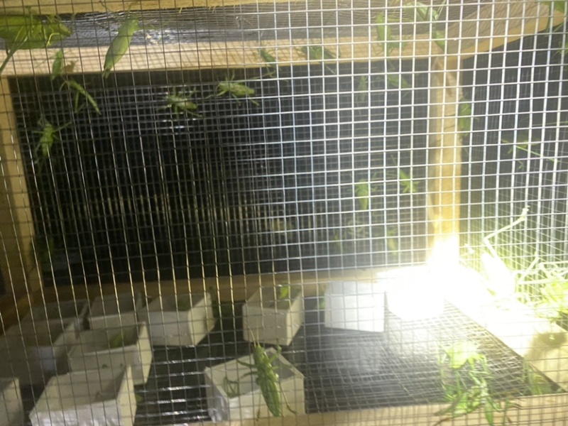 翡翠绿蝈蝈大量批发需要的联系