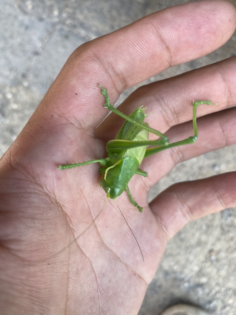 翡翠绿蝈蝈大量批发需要的联系