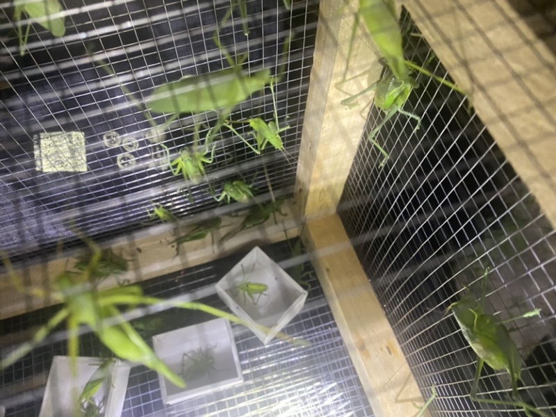 翡翠绿蝈蝈大量批发需要的联系