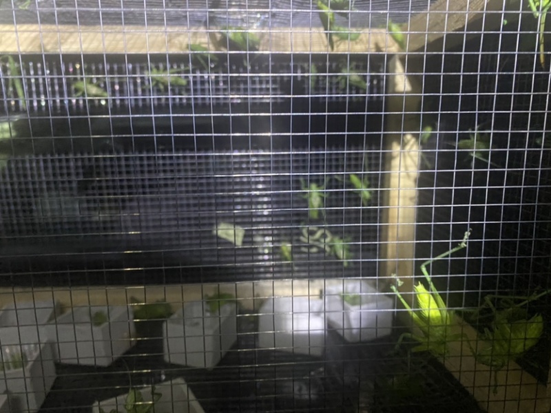 翡翠绿蝈蝈大量批发需要的联系