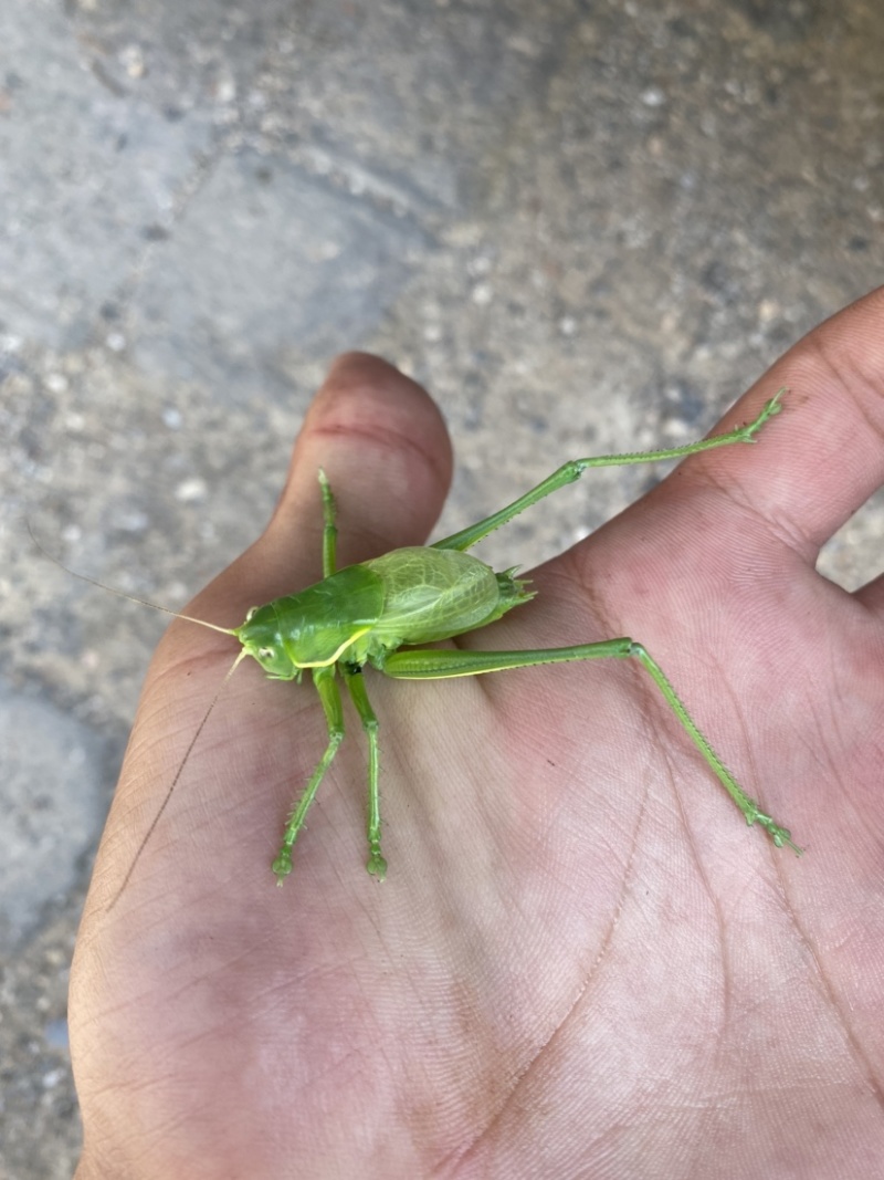 翡翠绿蝈蝈大量批发需要的联系
