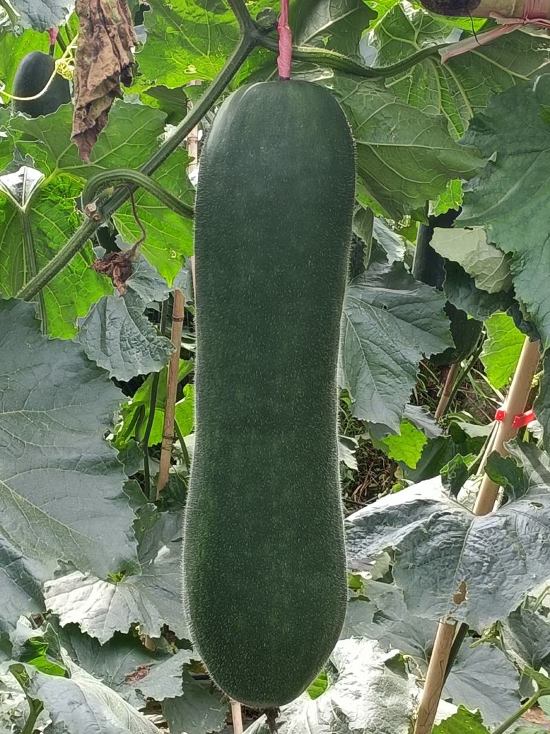 冬瓜