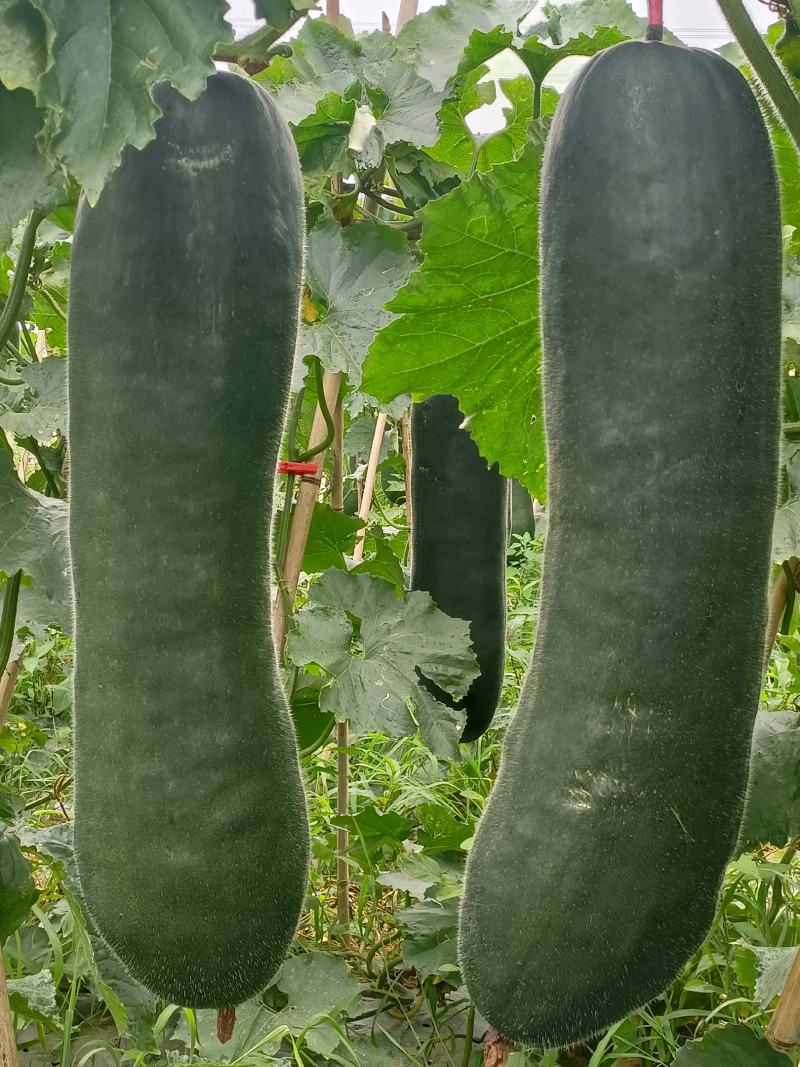 冬瓜