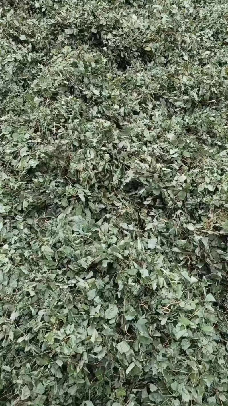 [推荐]甘肃陇南小圆叶纯净货淫羊藿产地直发