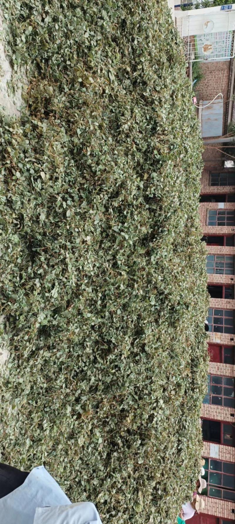 [推荐]甘肃陇南小圆叶纯净货淫羊藿产地直发