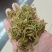贵州金银花四季金银花产地批发货源稳定长期供货