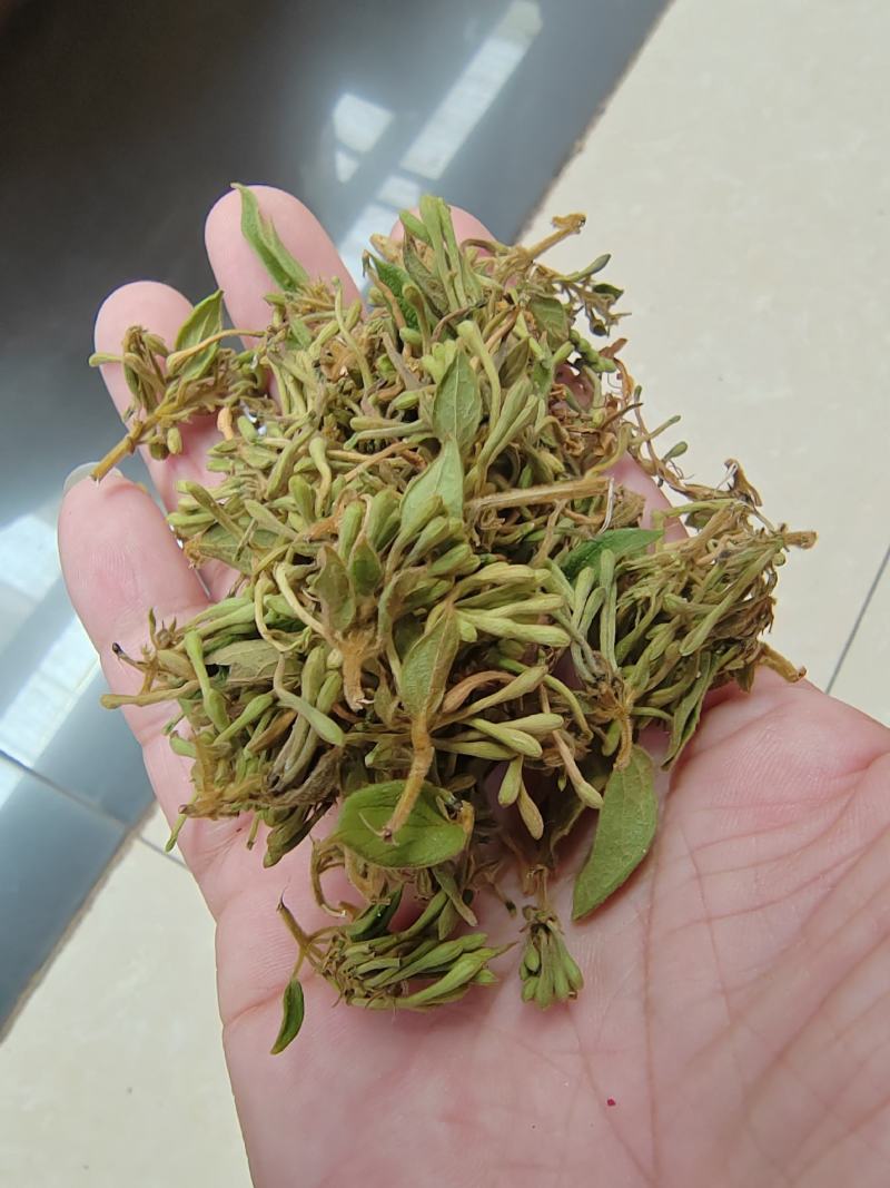 贵州金银花四季金银花产地批发货源稳定长期供货