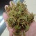贵州金银花四季金银花产地批发货源稳定长期供货