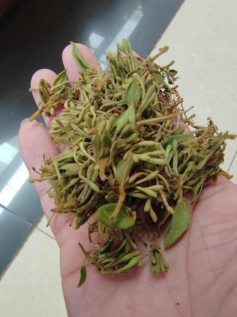 贵州金银花四季金银花产地批发货源稳定长期供货