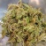 贵州金银花四季金银花产地批发货源稳定长期供货
