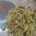 贵州金银花四季金银花产地批发货源稳定长期供货