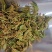 贵州金银花四季金银花产地批发货源稳定长期供货