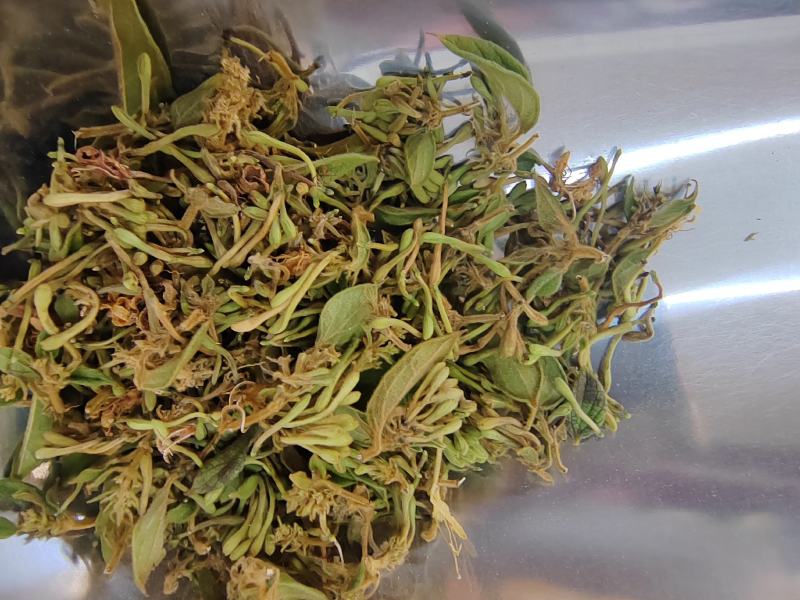 贵州金银花四季金银花产地批发货源稳定长期供货