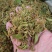 贵州金银花四季金银花产地批发货源稳定长期供货