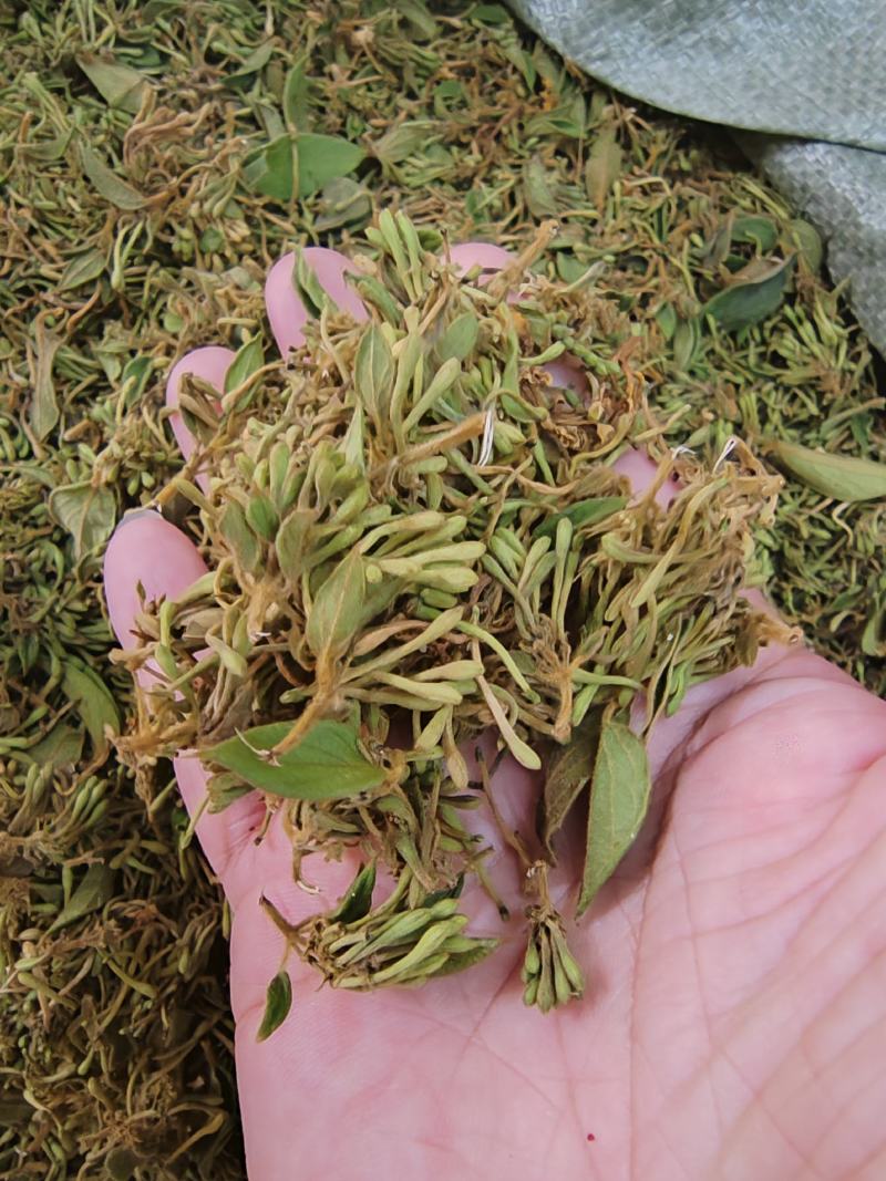 贵州金银花四季金银花产地批发货源稳定长期供货