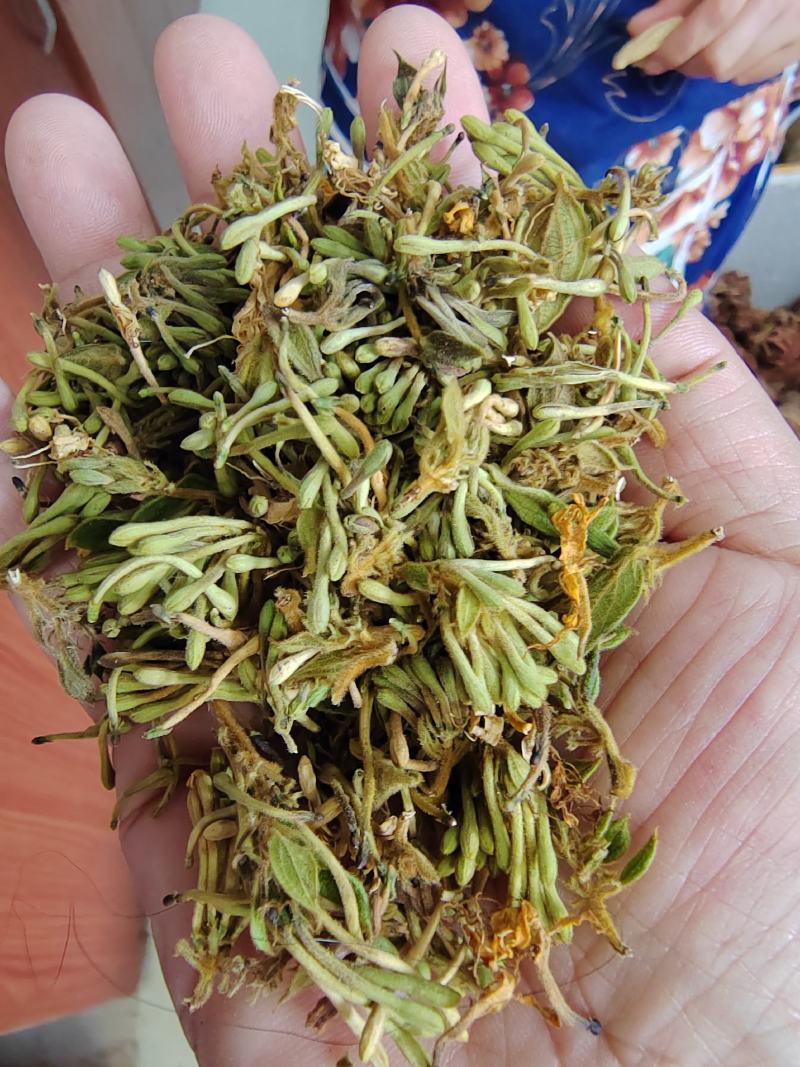 贵州金银花四季金银花产地批发货源稳定长期供货