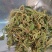 贵州金银花四季金银花产地批发货源稳定长期供货