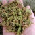 贵州金银花四季金银花产地批发货源稳定长期供货