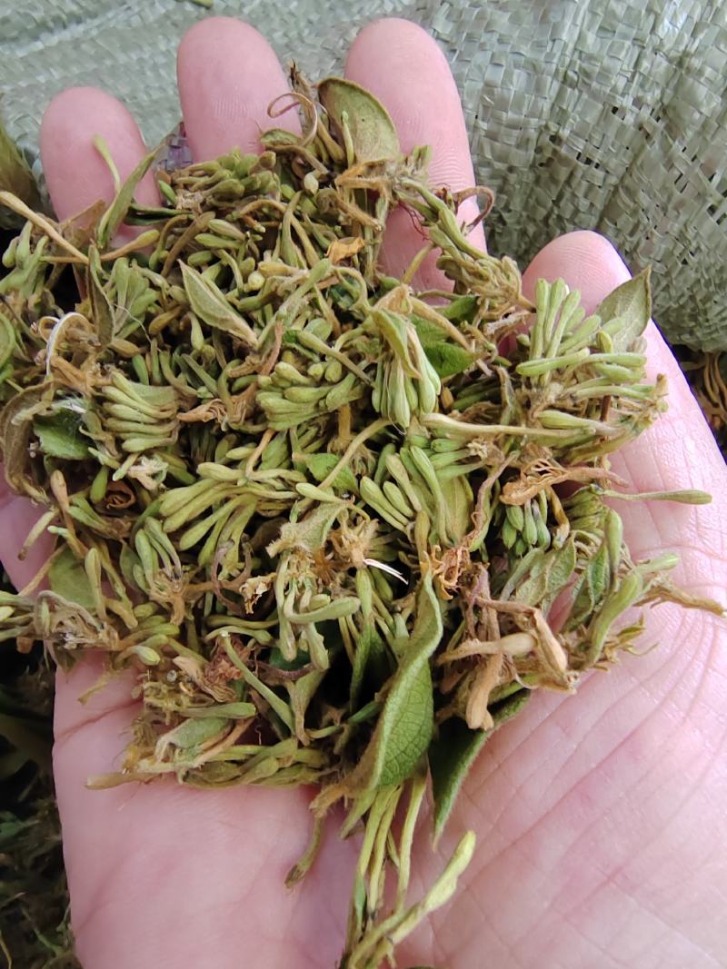 贵州金银花四季金银花产地批发货源稳定长期供货