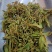 贵州金银花四季金银花产地批发货源稳定长期供货
