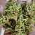 贵州金银花四季金银花产地批发货源稳定长期供货