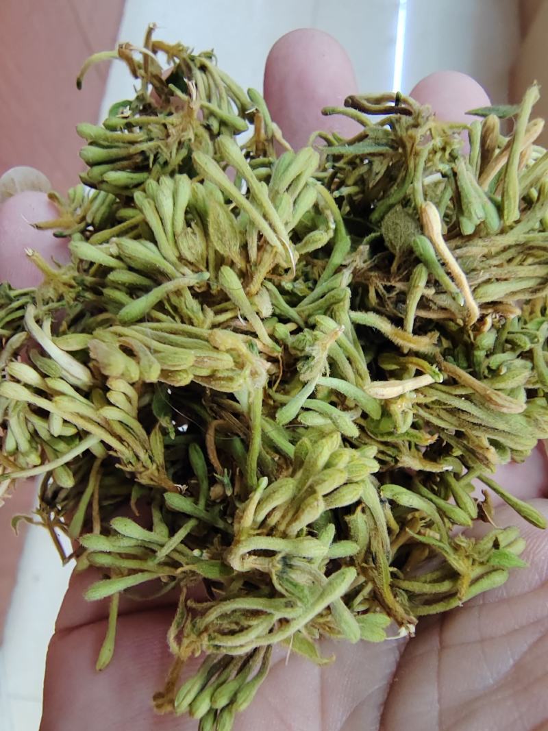 贵州金银花四季金银花产地批发货源稳定长期供货