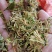 贵州金银花四季金银花产地批发货源稳定长期供货