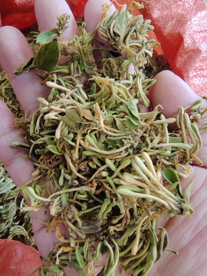 贵州金银花四季金银花产地批发货源稳定长期供货