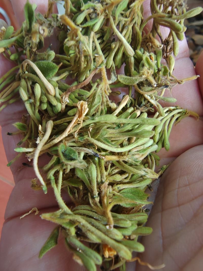 贵州金银花四季金银花产地批发货源稳定长期供货