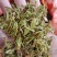 贵州金银花四季金银花产地批发货源稳定长期供货