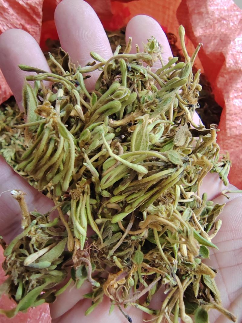 贵州金银花四季金银花产地批发货源稳定长期供货
