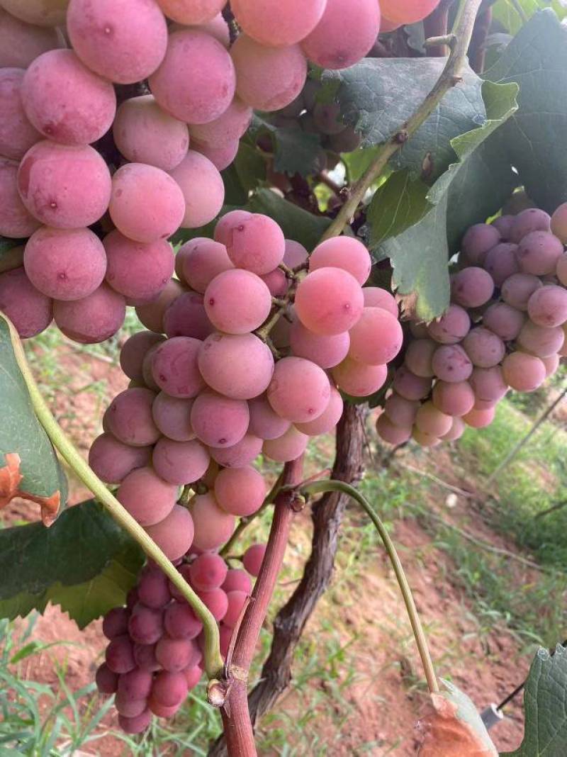 尼娜皇后晴王阳光玫瑰