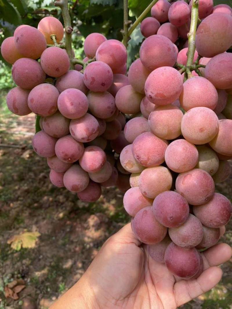 尼娜皇后晴王阳光玫瑰