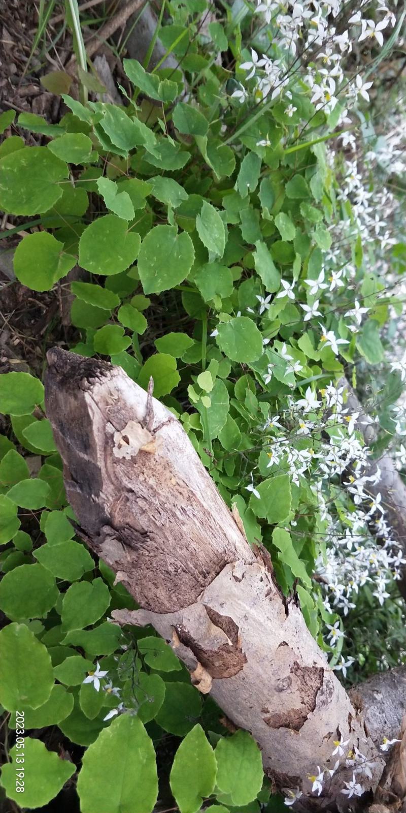 [热卖]甘肃陇南淫羊藿苗淫羊藿种苗产地直发