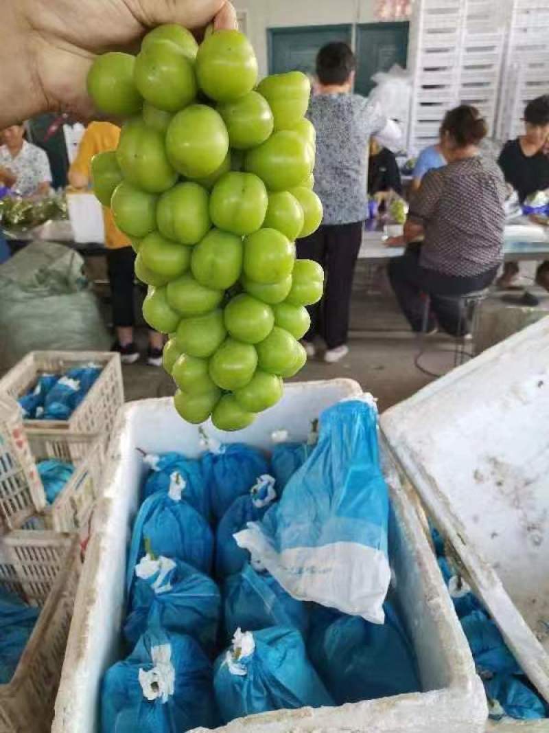 湖南常德葡萄源头产地