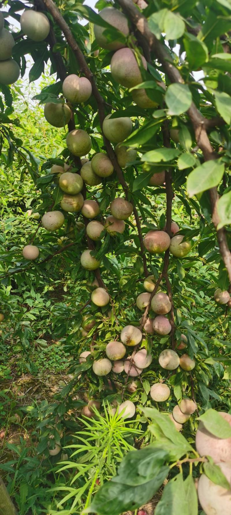 大芙蓉李