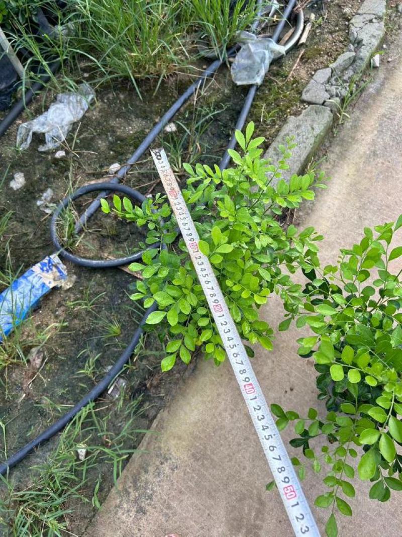 九里香黑杯苗基地自产自销可视频看货代发全国