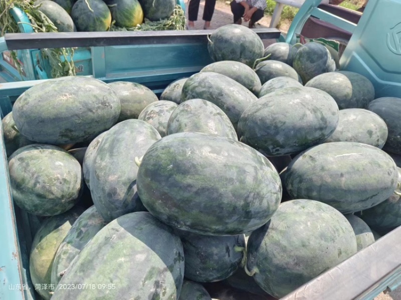 商丘民权新拳王西瓜400亩上市，高品质西瓜！