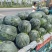 商丘民权新拳王西瓜400亩上市，高品质西瓜！