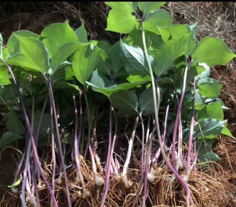 重楼（七叶一枝花）三年苗种植两年即可踩挖