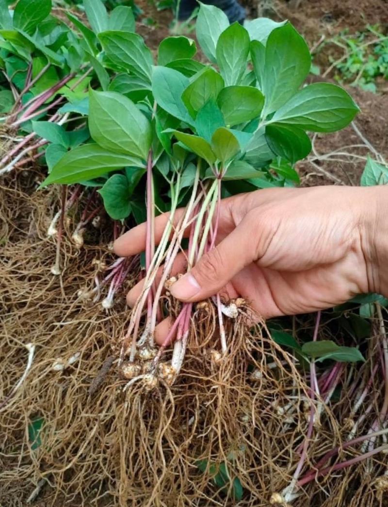 重楼（七叶一枝花）三年苗种植两年即可踩挖