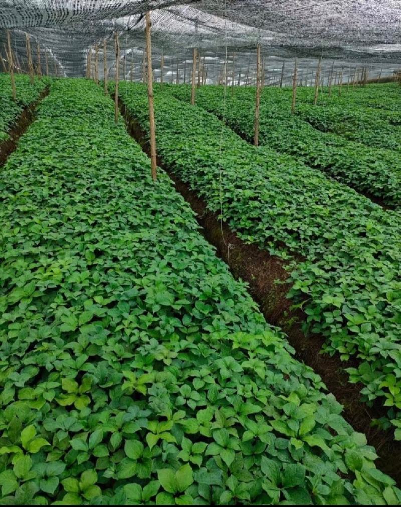 重楼（七叶一枝花）三年苗种植两年即可踩挖