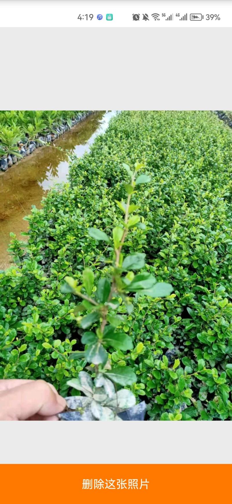 福建茶福建基地自产自销常年种植可提供视频看货