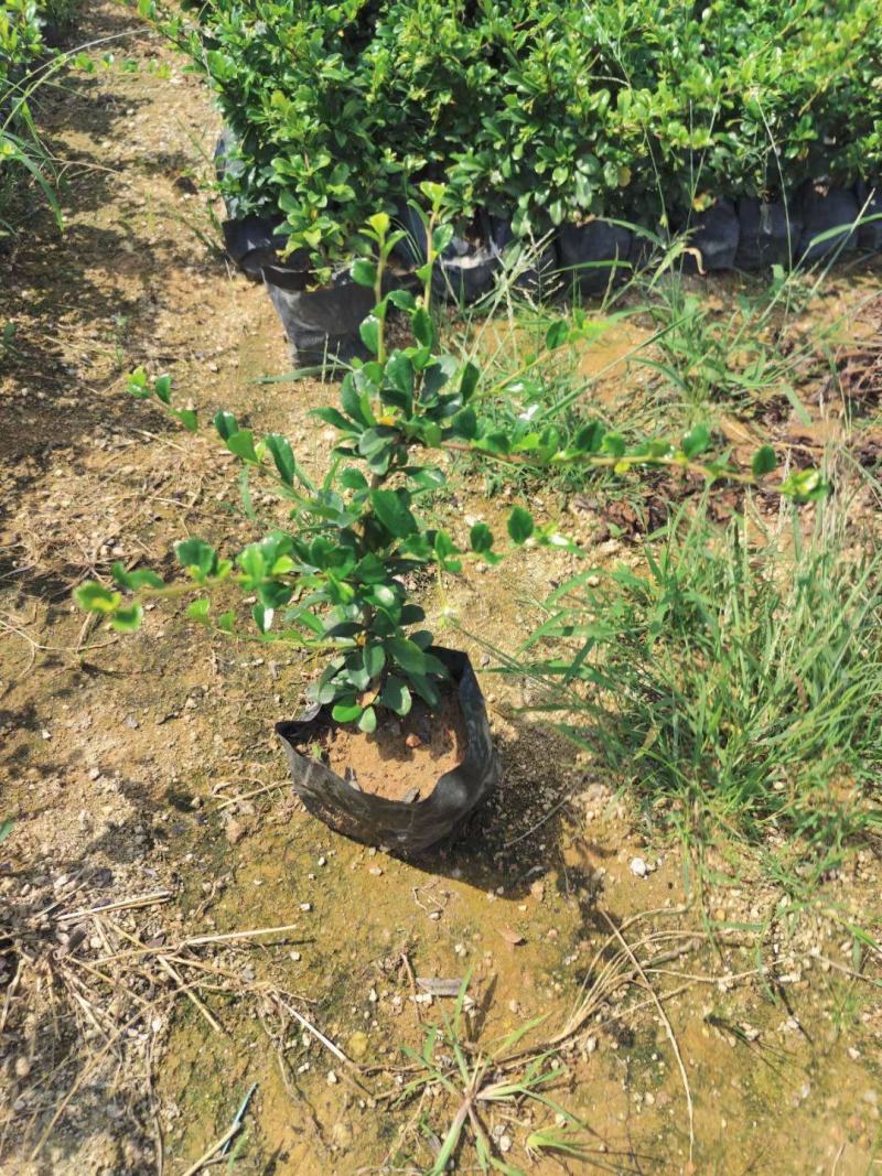 福建茶福建基地自产自销常年种植可提供视频看货