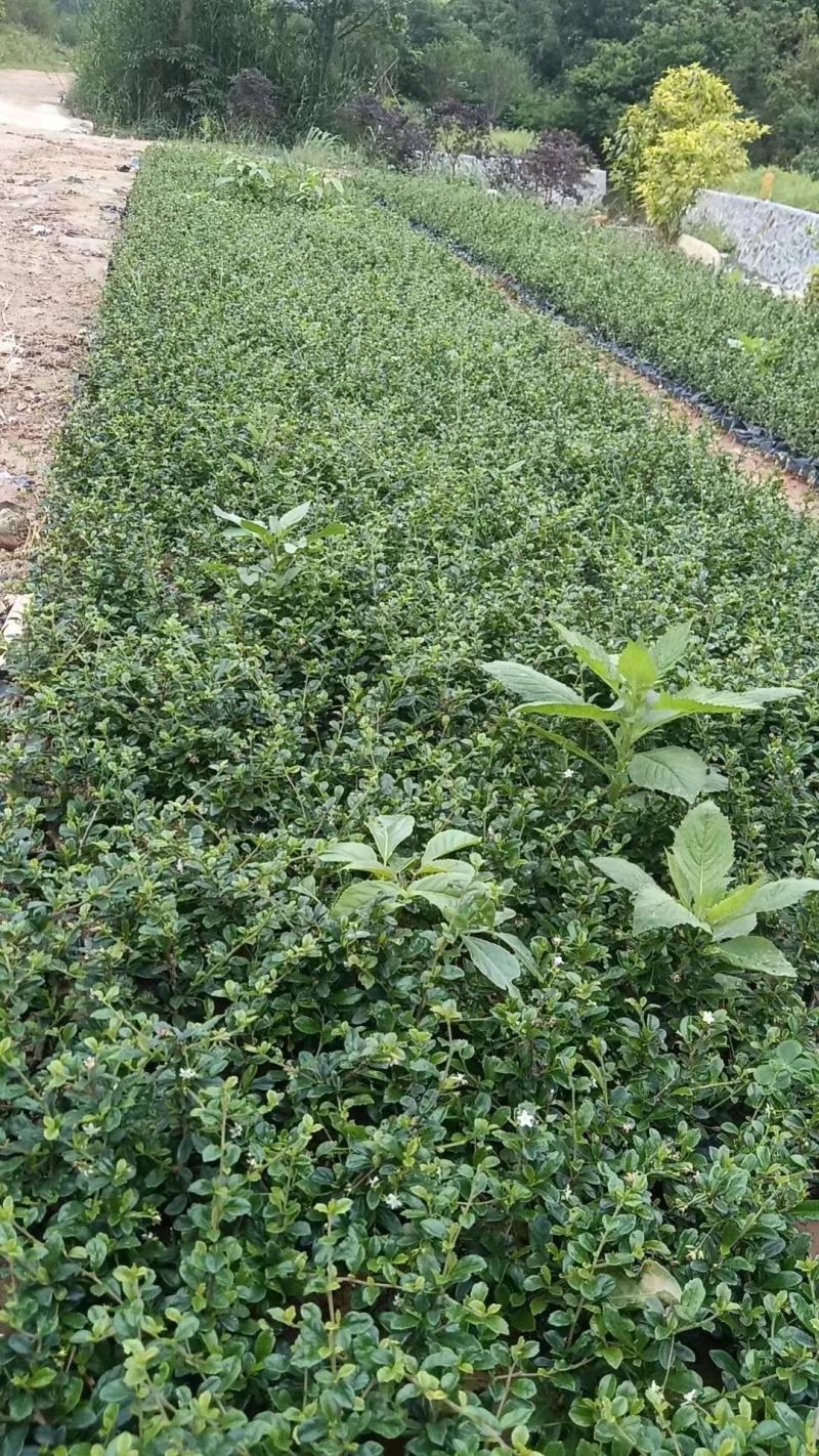 福建茶福建基地自产自销常年种植可提供视频看货